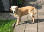 Vlinder